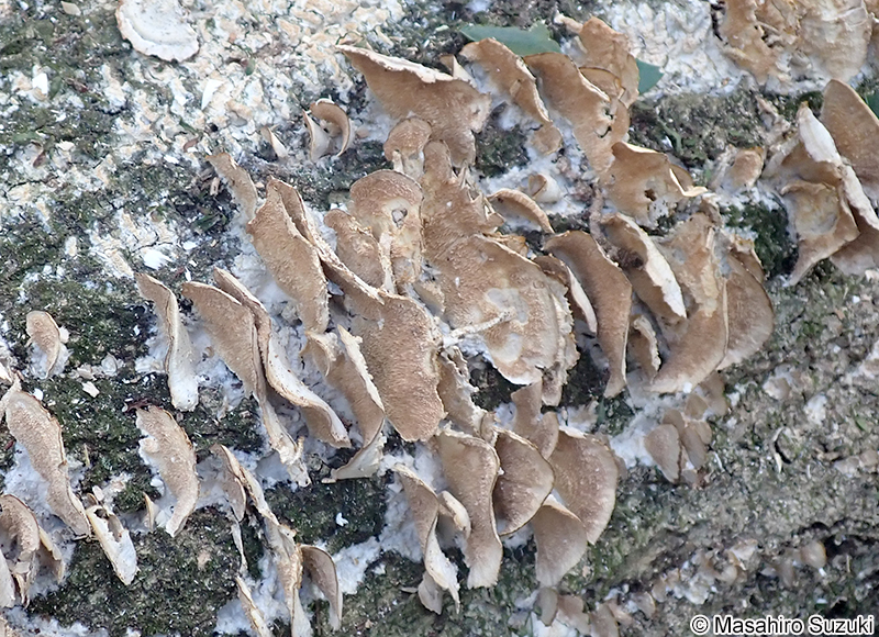 ニクハリタケ属の1種 Steccherinum sp.