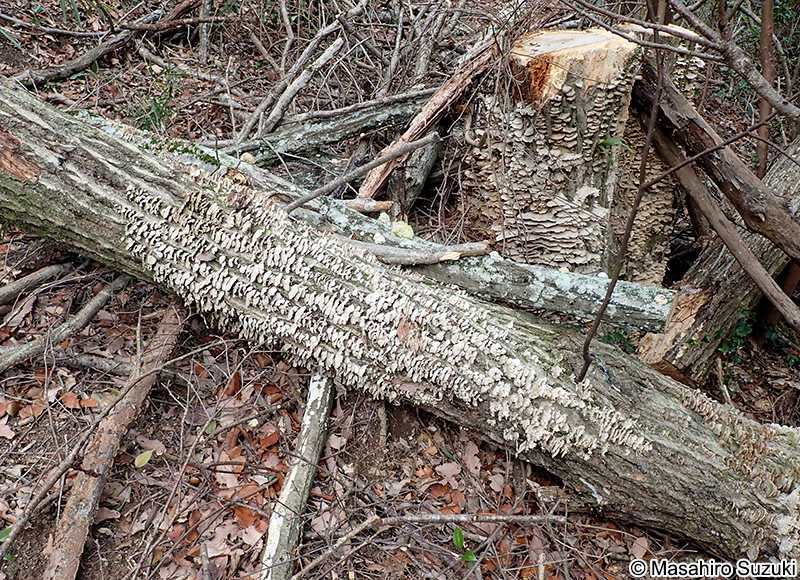 ニクハリタケ属の1種 Steccherinum sp.