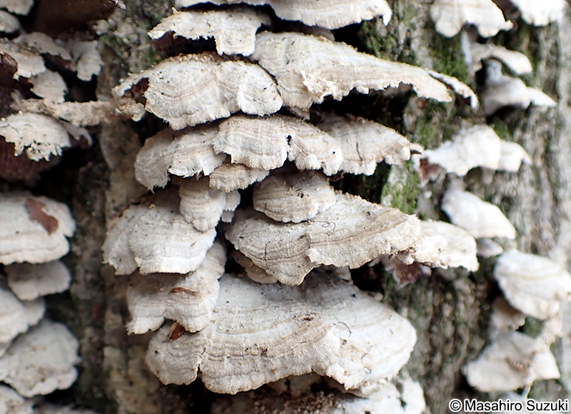ニクハリタケ属の1種 Steccherinum sp.