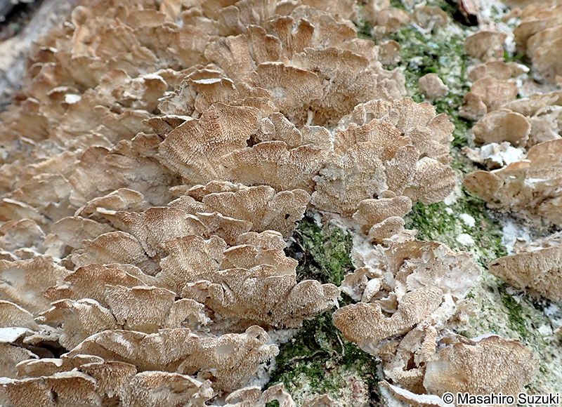 ニクハリタケ属の1種 Steccherinum sp.