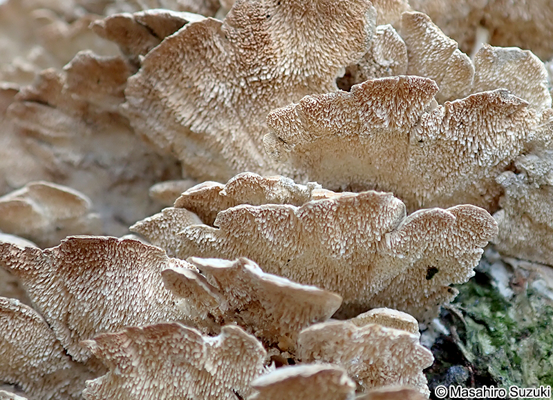 ニクハリタケ属の1種 Steccherinum sp.
