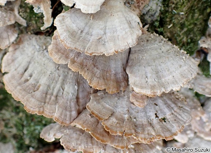 ニクハリタケ属の1種 Steccherinum sp.