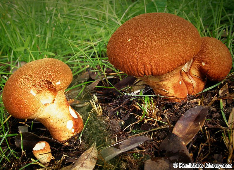 ノウタケ Calvatia craniiformis