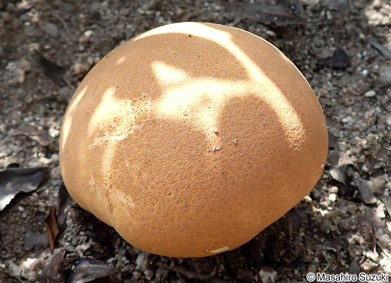 ノウタケ Calvatia craniiformis