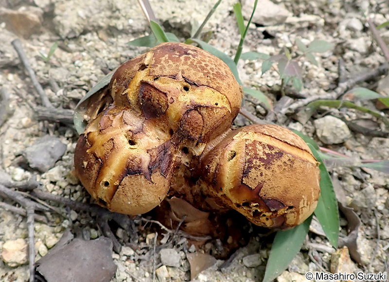ノウタケ Calvatia craniiformis