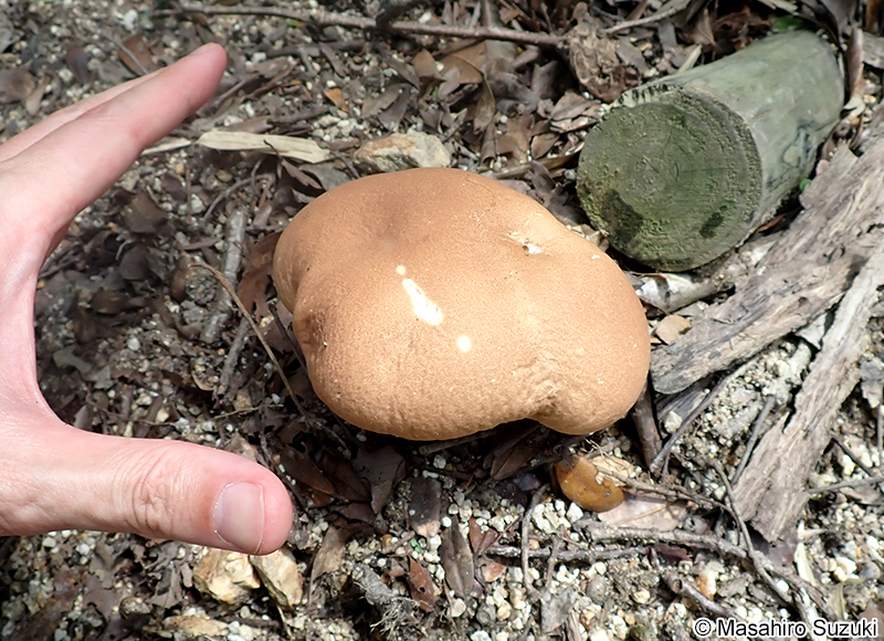 ノウタケ Calvatia craniiformis