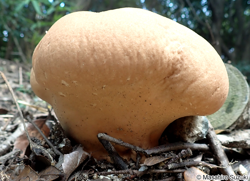 ノウタケ Calvatia craniiformis
