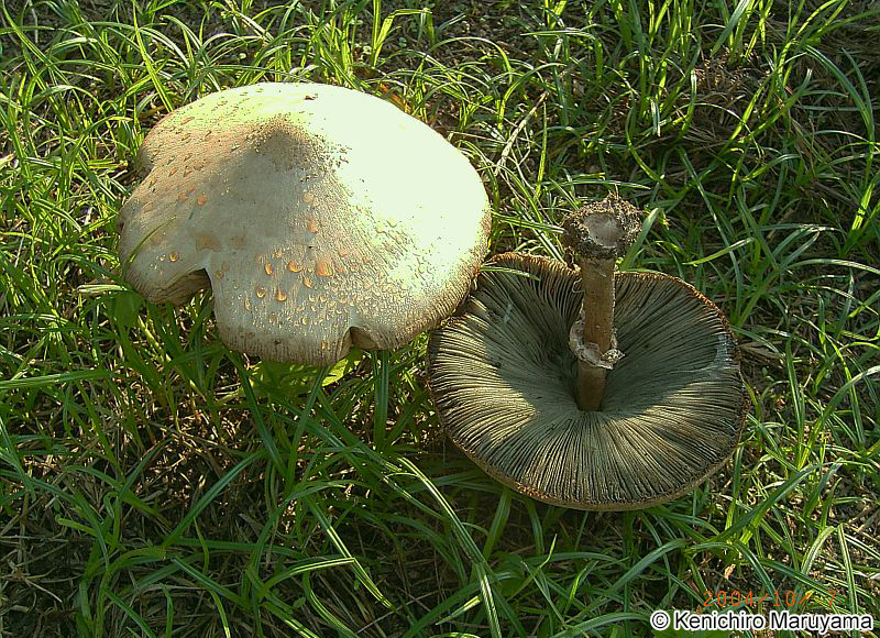 オオシロカラカサタケ Chlorophyllum molybdites