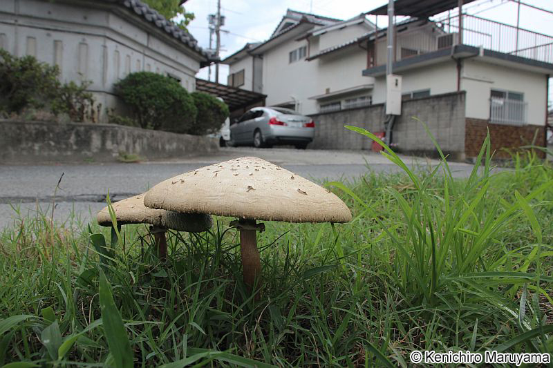 オオシロカラカサタケ Chlorophyllum molybdites