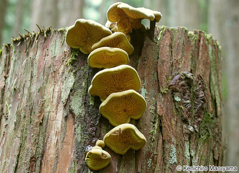 サケバタケ Pseudomerulius curtisii