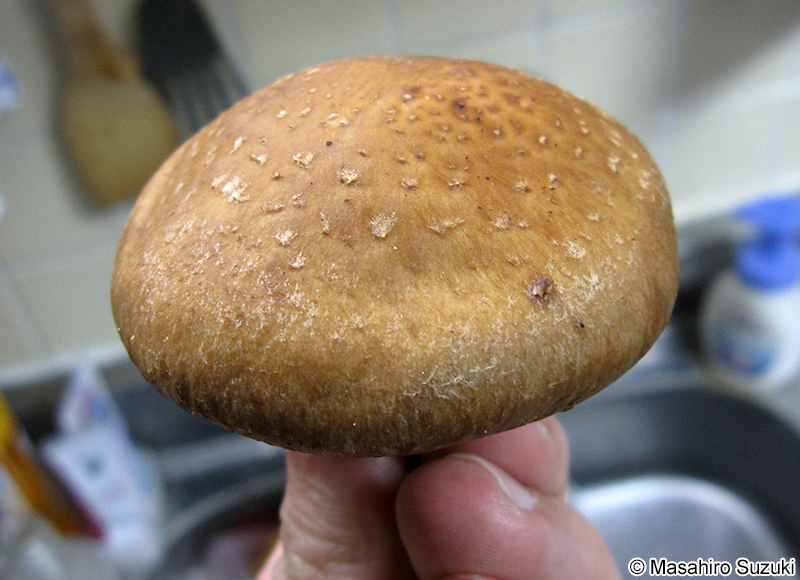 シイタケ Lentinula edodes