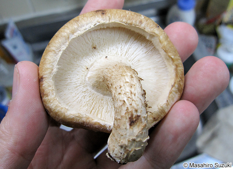 シイタケ Lentinula edodes