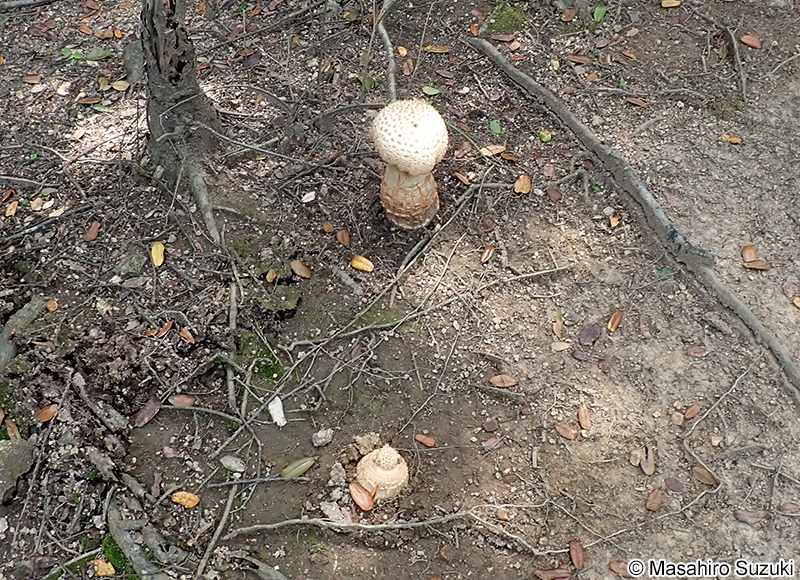 シロオニタケの仲間 Amanita sp.