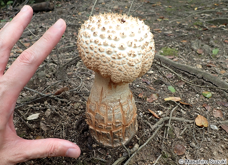 シロオニタケの仲間 Amanita sp.