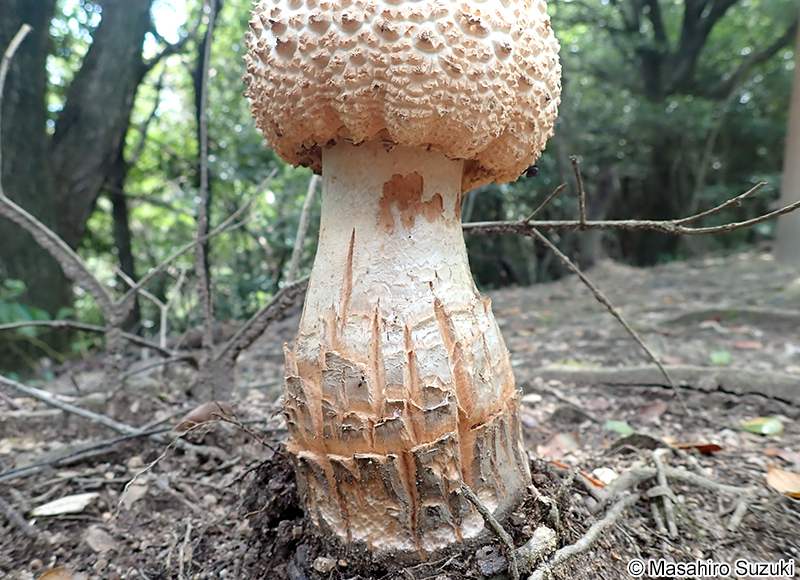 シロオニタケの仲間 Amanita sp.
