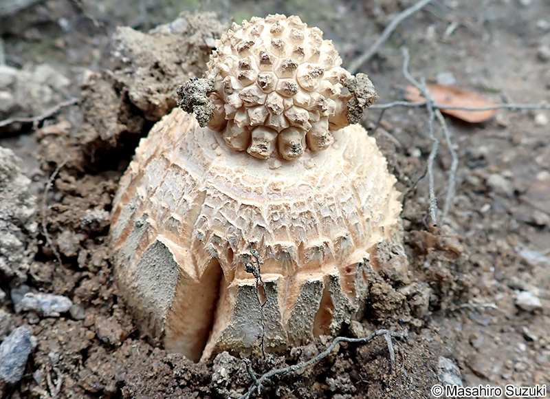 シロオニタケの仲間 Amanita sp.