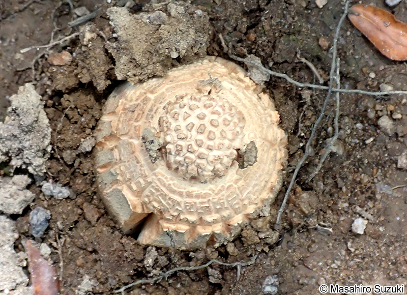 シロオニタケの仲間 Amanita sp.