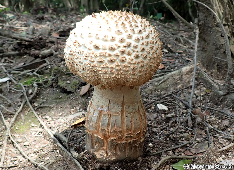 シロオニタケの仲間 Amanita sp.