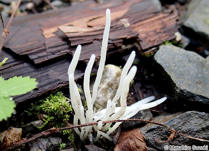 シロソウメンタケ Clavaria fragilis