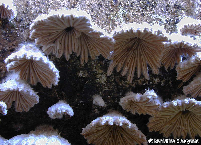 スエヒロタケ Schizophyllum commune