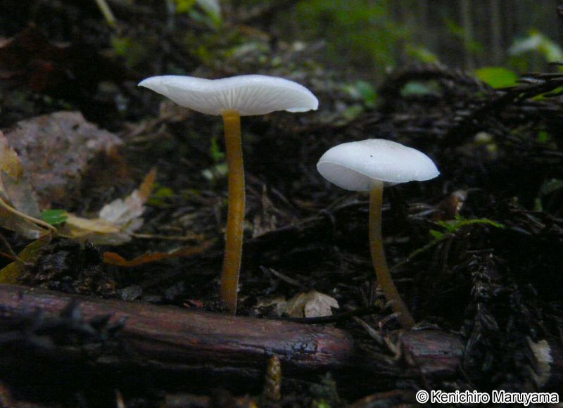 スギエダタケ Strobilurus ohshimae