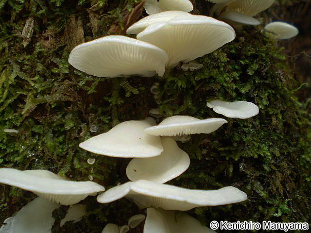 スギヒラタケ Pleurocybella porrigens