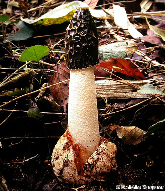 スッポンタケ Phallus impudicus