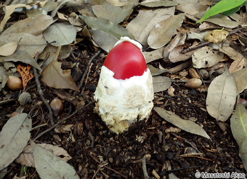 タマゴタケ Amanita caesareoides