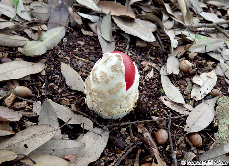タマゴタケ Amanita caesareoides