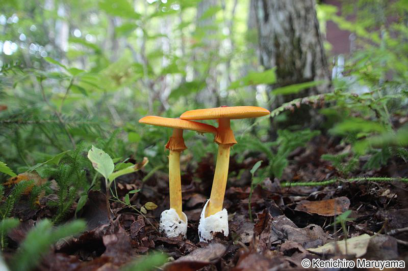 タマゴタケ Amanita caesareoides