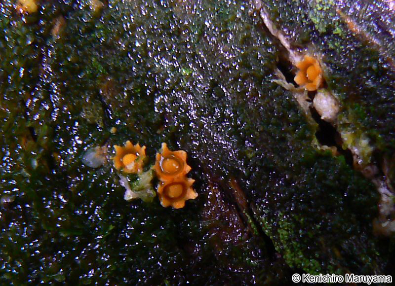 タマハジキタケ Sphaerobolus stellatus