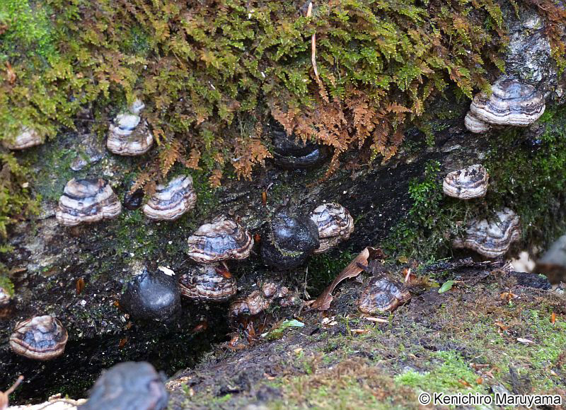 ツリガネタケ Fomes fomentarius