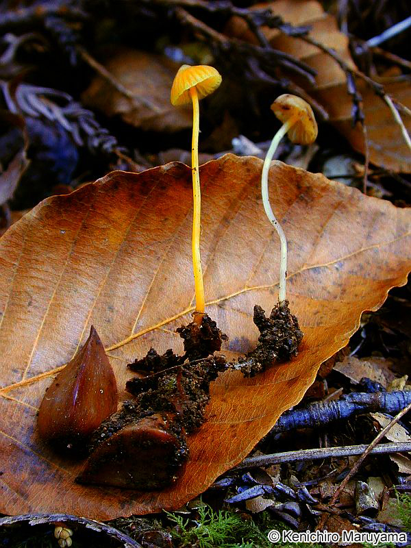 ウスキブナノミタケ Mycena luteopallens