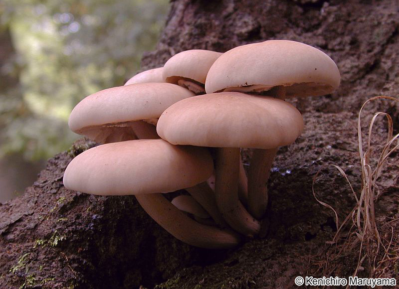 ヤナギマツタケ Cyclocybe cylindracea