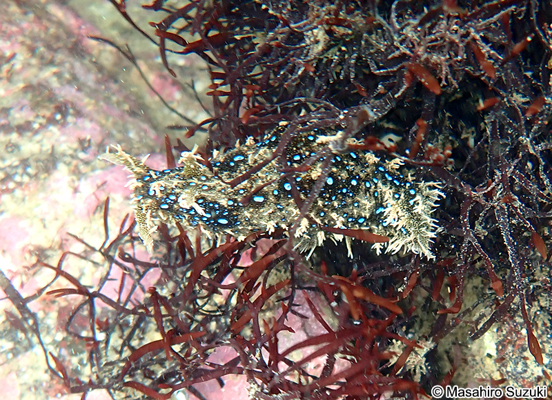 トゲアメフラシ Bursatella leachii