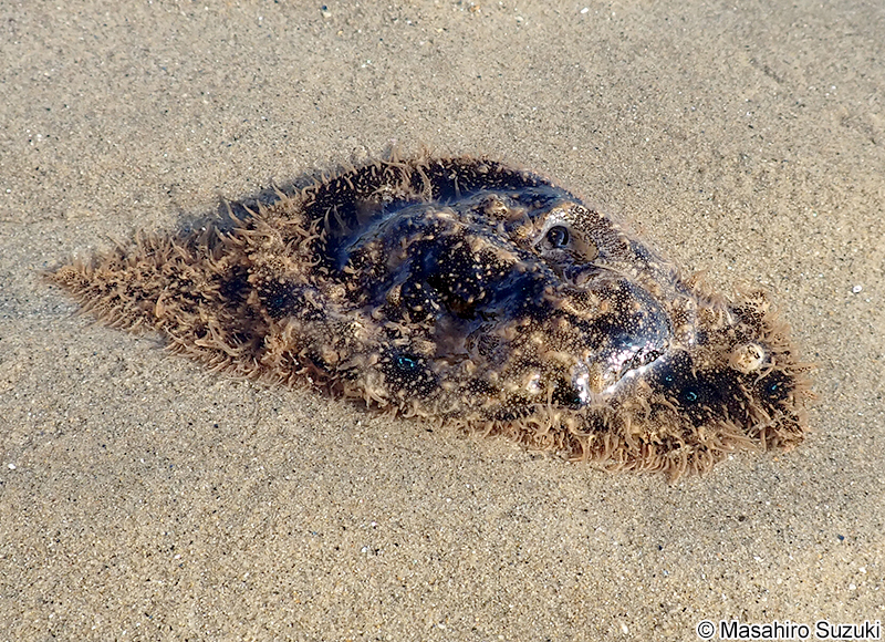 トゲアメフラシ Bursatella leachii