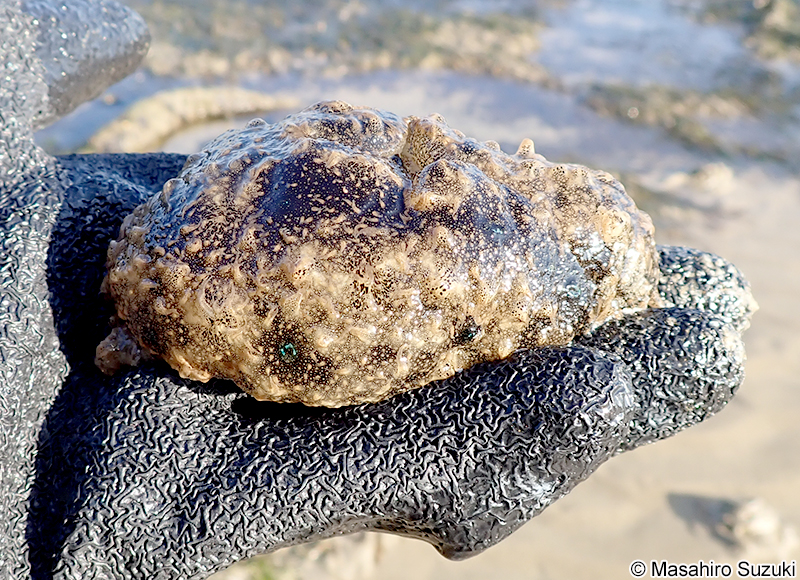 トゲアメフラシ Bursatella leachii