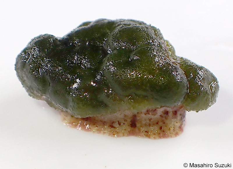 フルヤガイ Stomatia phymotis