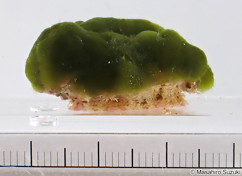 フルヤガイ Stomatia phymotis