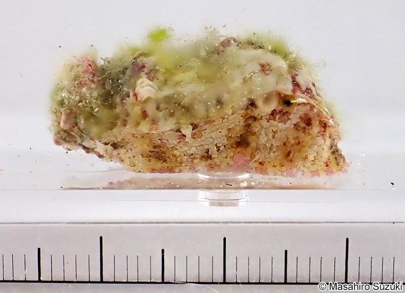 フルヤガイ Stomatia phymotis