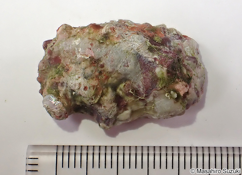 フルヤガイ Stomatia phymotis