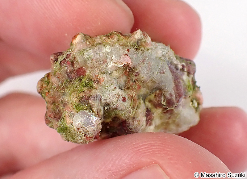 フルヤガイ Stomatia phymotis