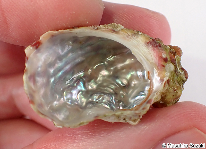 フルヤガイ Stomatia phymotis