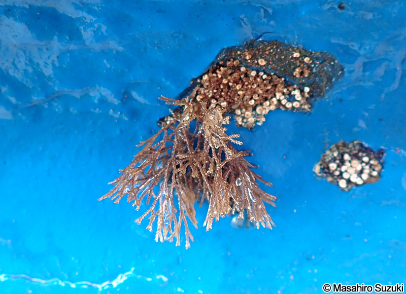 フサコケムシ属の1種 Bugula sp.