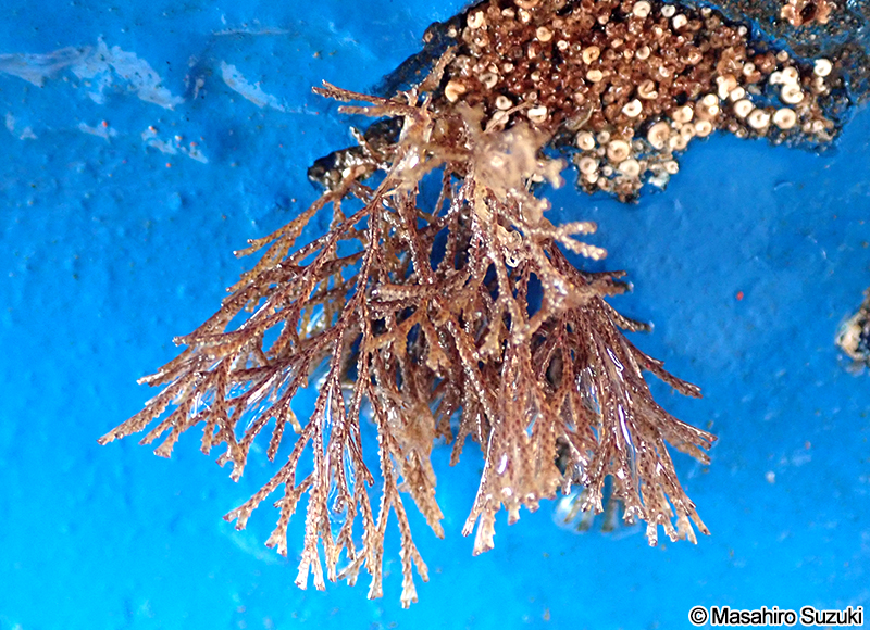 フサコケムシ属の1種 Bugula sp.