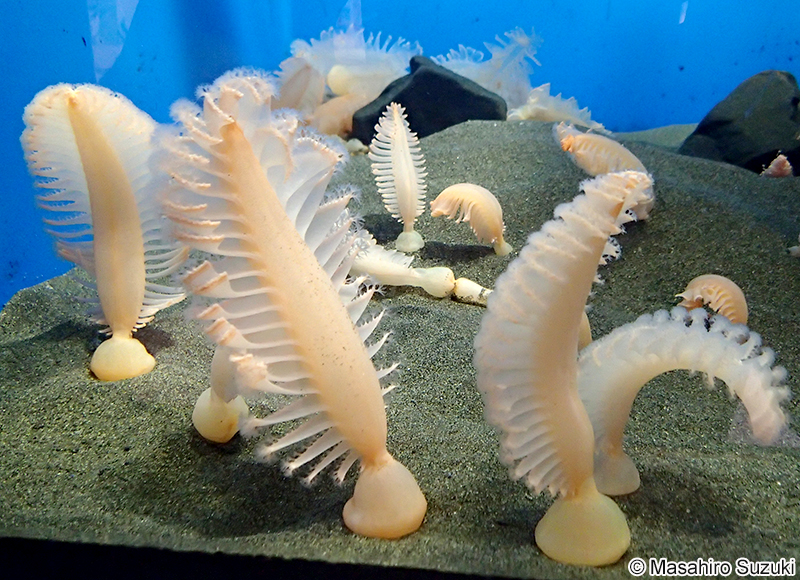 フトウミエラ Pennatula fimbriata