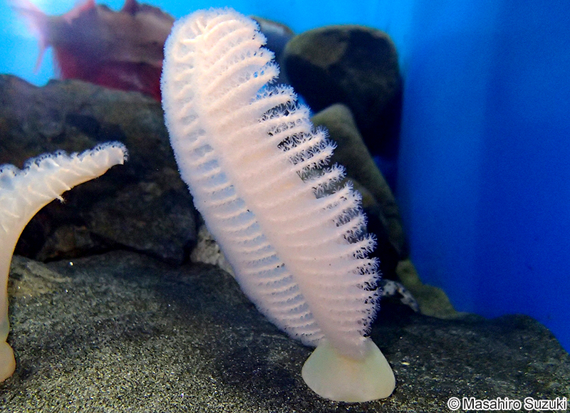 フトウミエラ Pennatula fimbriata
