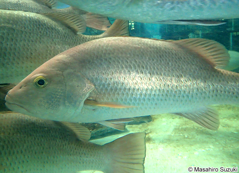ゴマフエダイ Lutjanus argentimaculatus