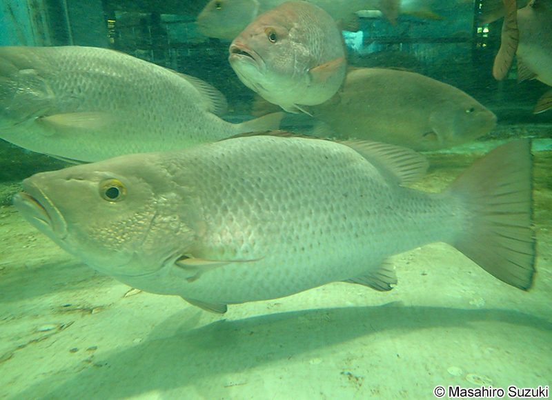 ゴマフエダイ Lutjanus argentimaculatus