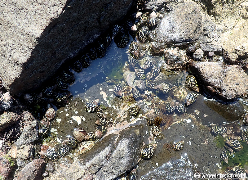 ゴマフニナ Planaxis sulcatus